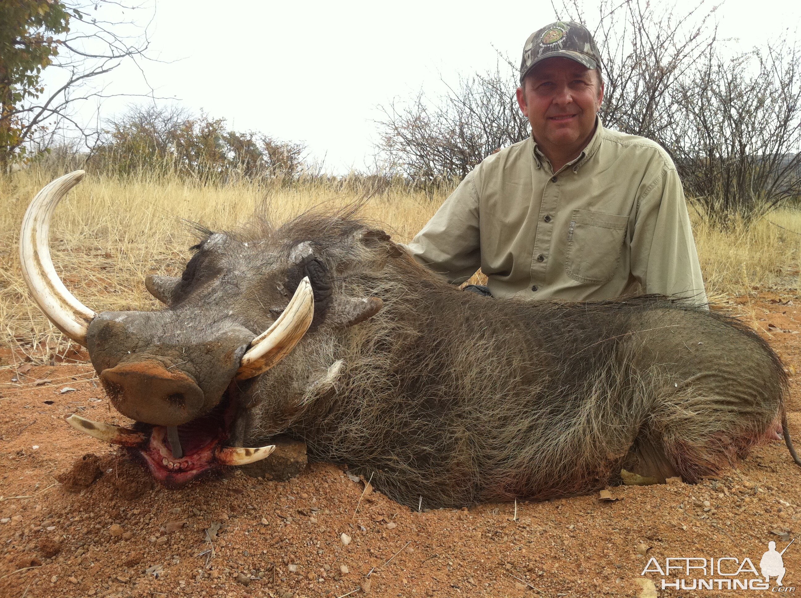 15 1/2 inches Warthog (Namibia)
