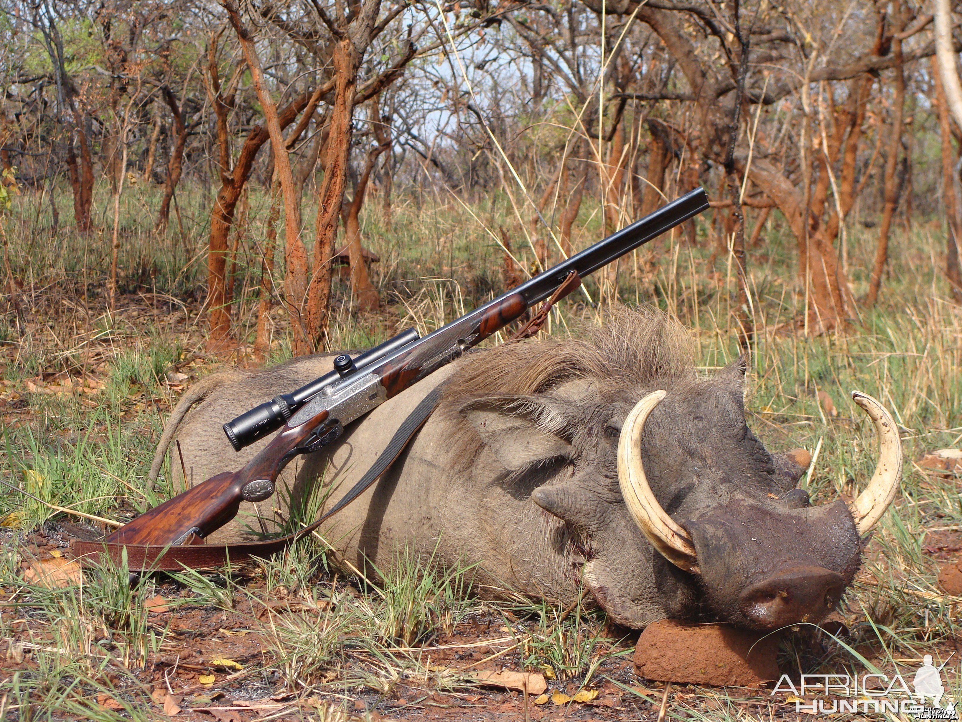 16.5 inch Warthog hunted in CAR with Central African Wildlife