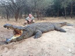 16ft Crocodile