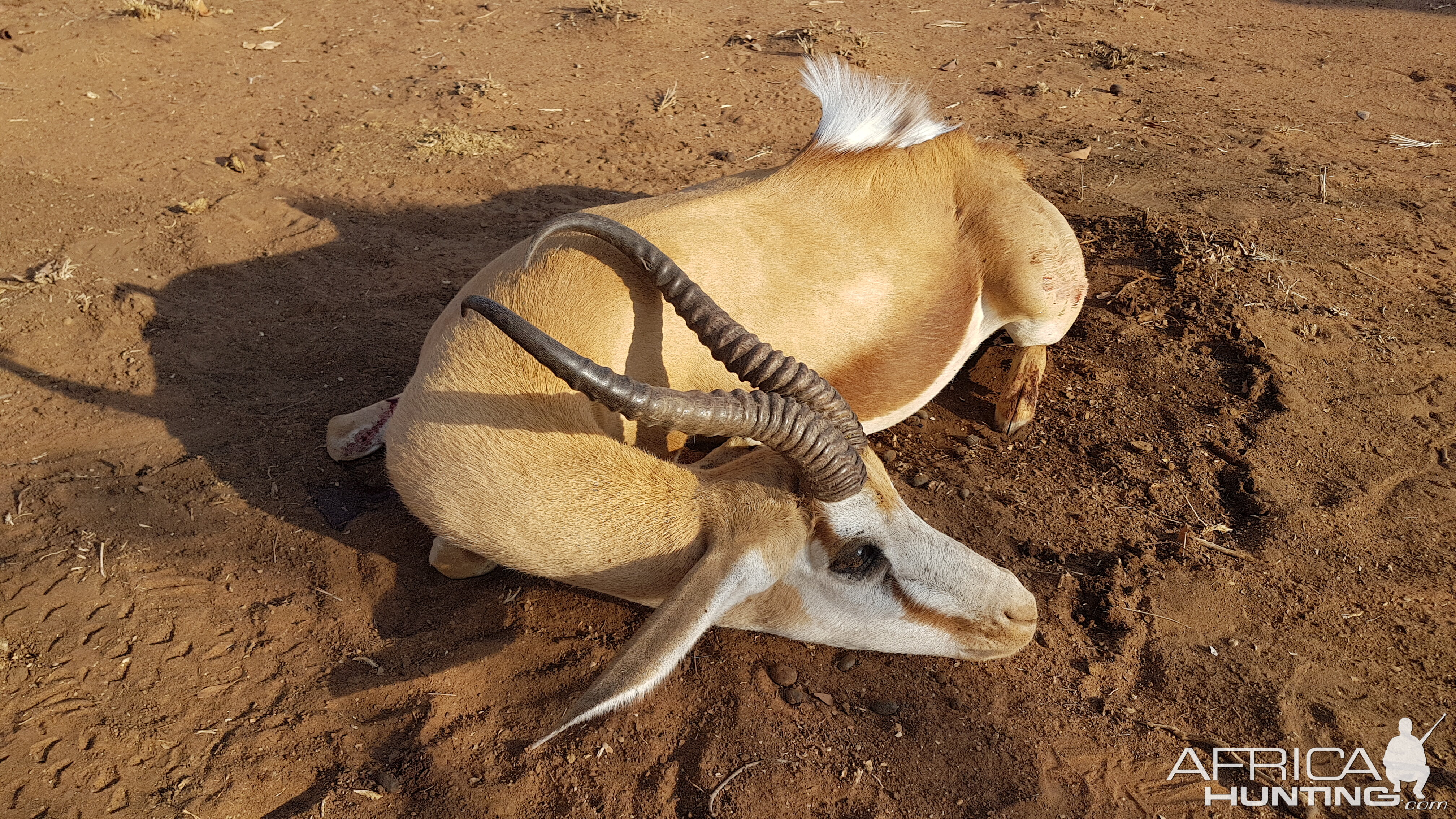 16Inch free range Springbok, Outjo Namibia - 2019