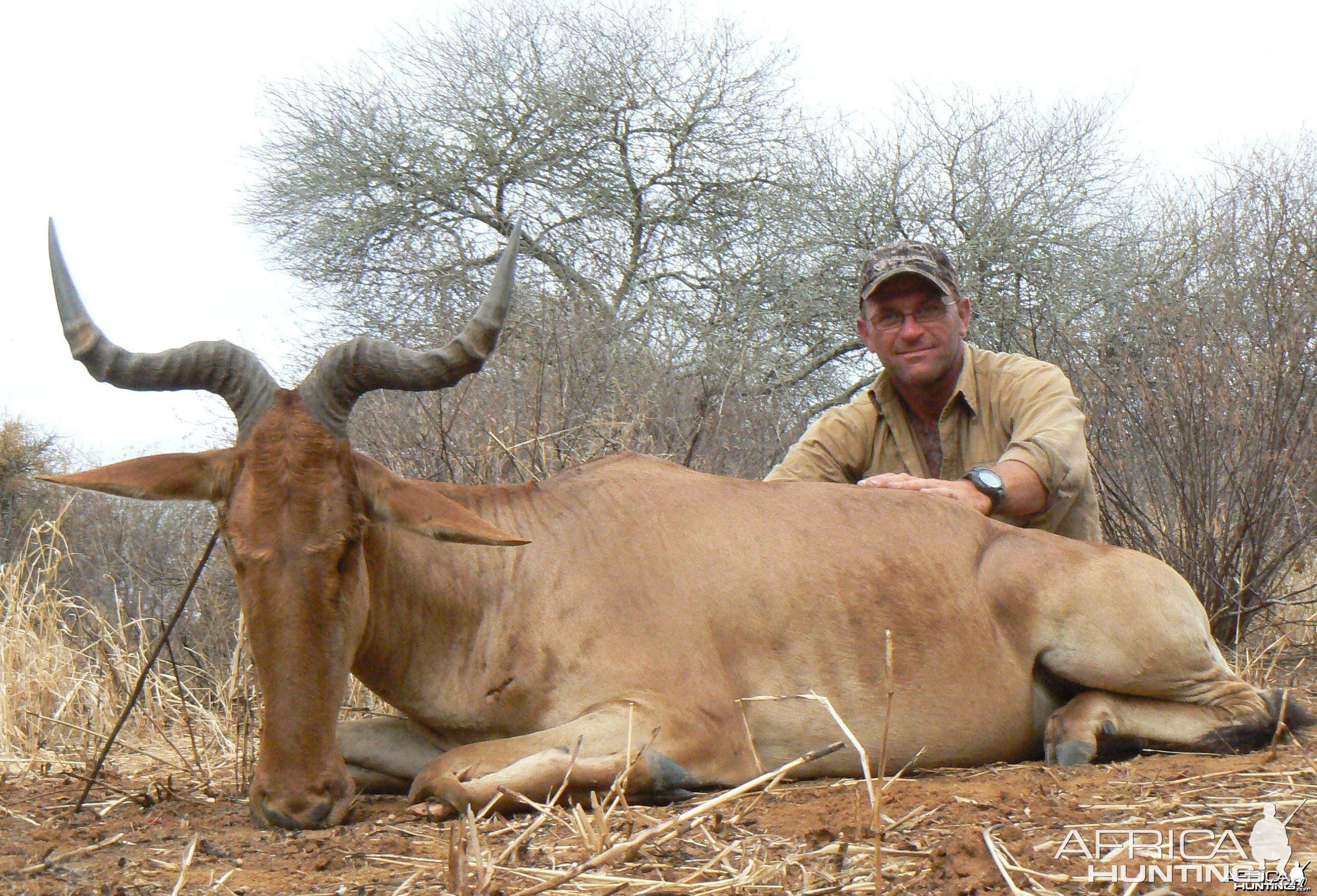 19" Coke hartebeest. Masailand