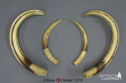 19" Warthog Tusks