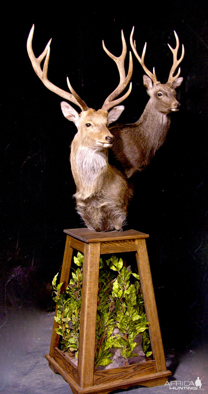 2 Sub-species Sika Double Pedestal Mount Taxidermy