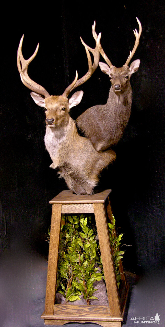 2 Sub-species Sika Double Pedestal Mount Taxidermy