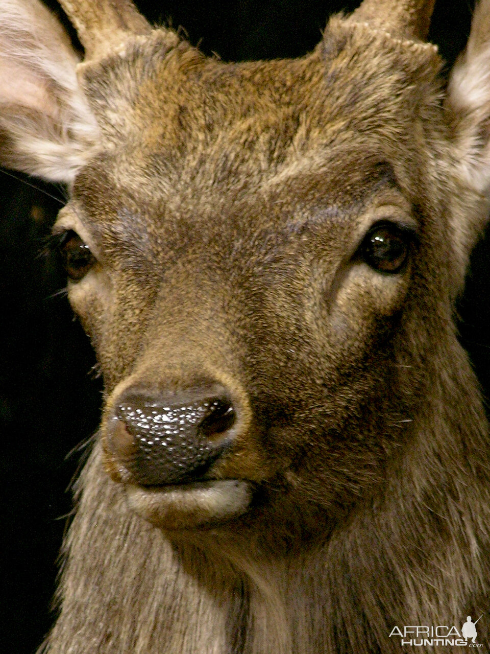 2 Subspecies Sika Double Pedestal Mount Taxidermy