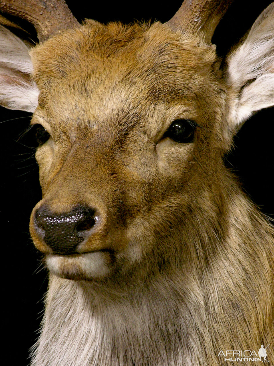 2 Subspecies Sika Double Pedestal Mount Taxidermy