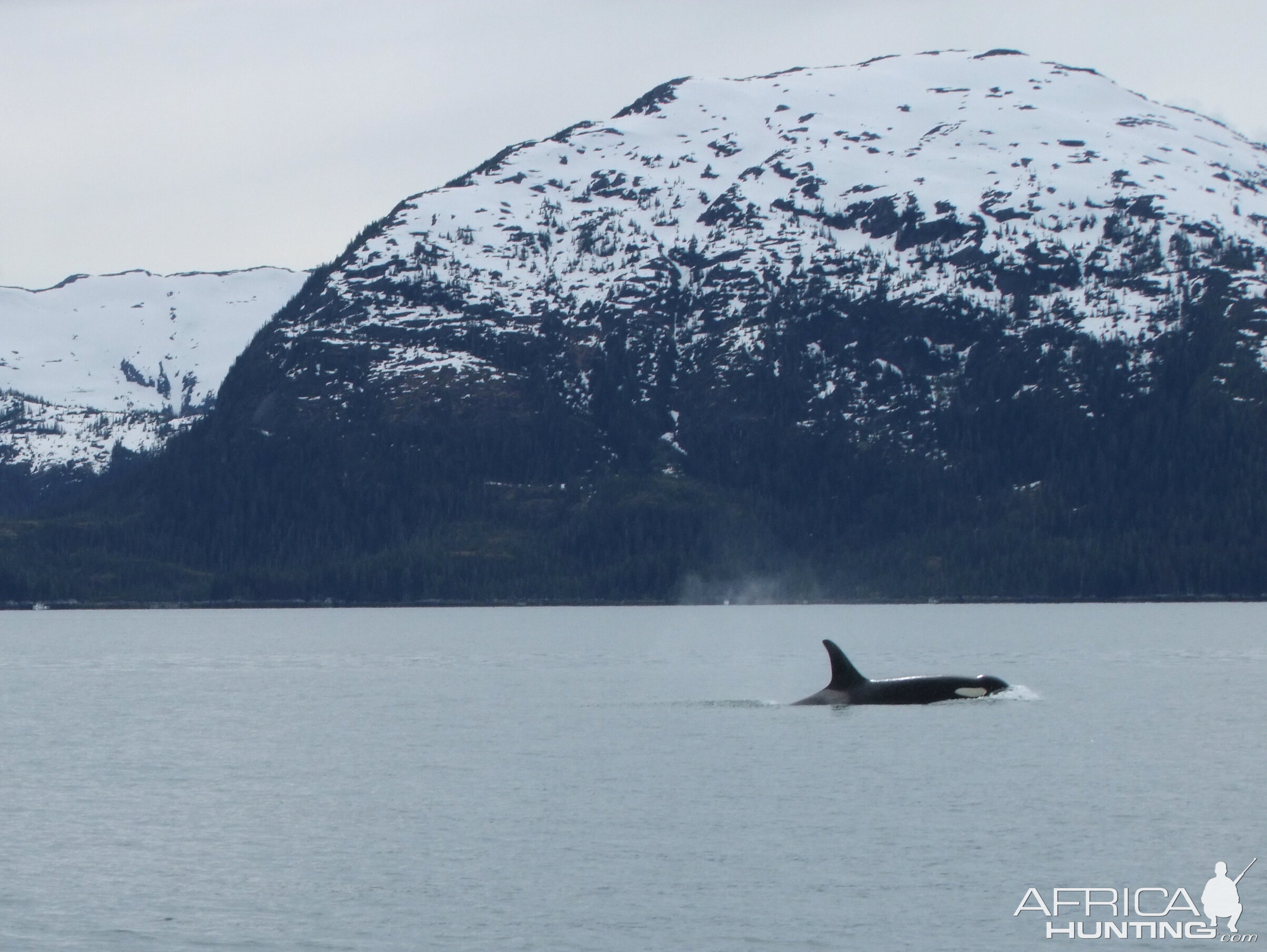 2010 Alaska Orca