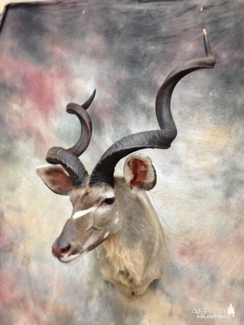 2012 kudu