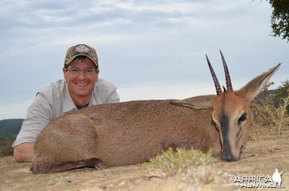 2013 Grey Duiker