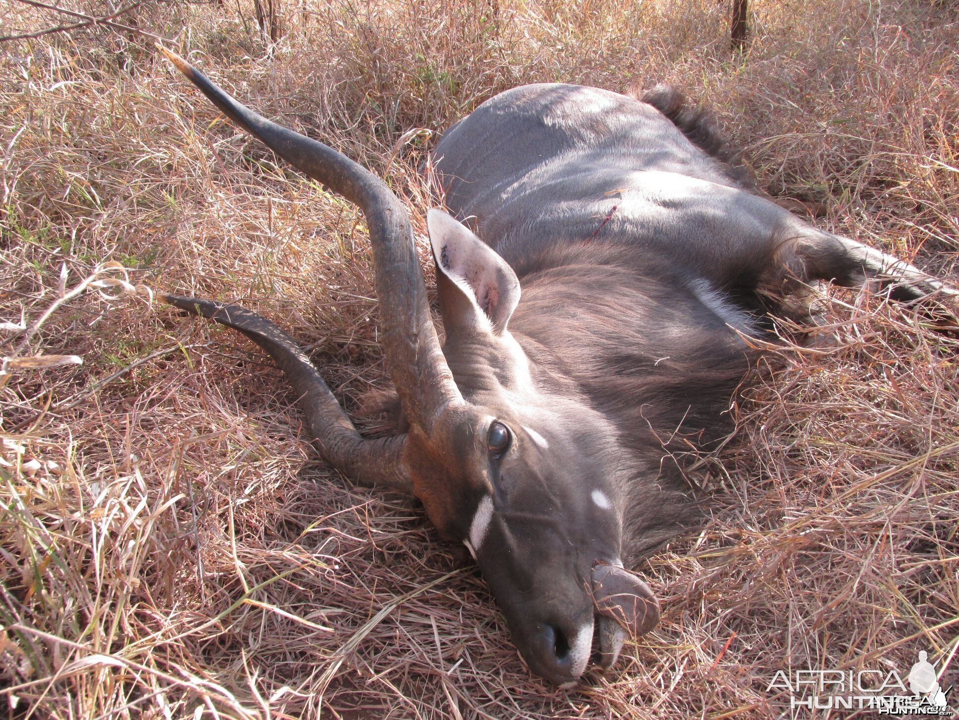 2014 nyala SA