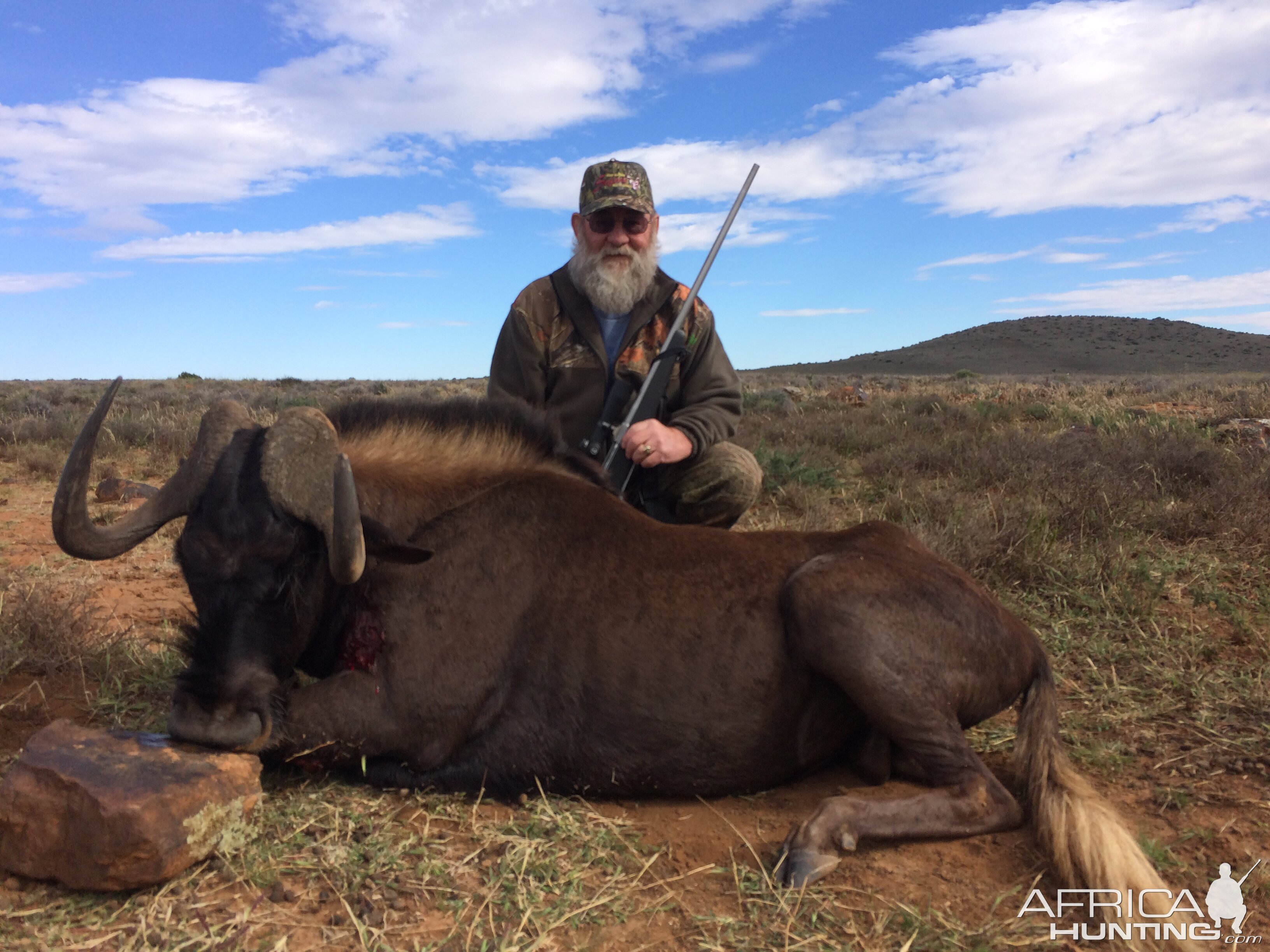 2017 safari Black Wildebeest