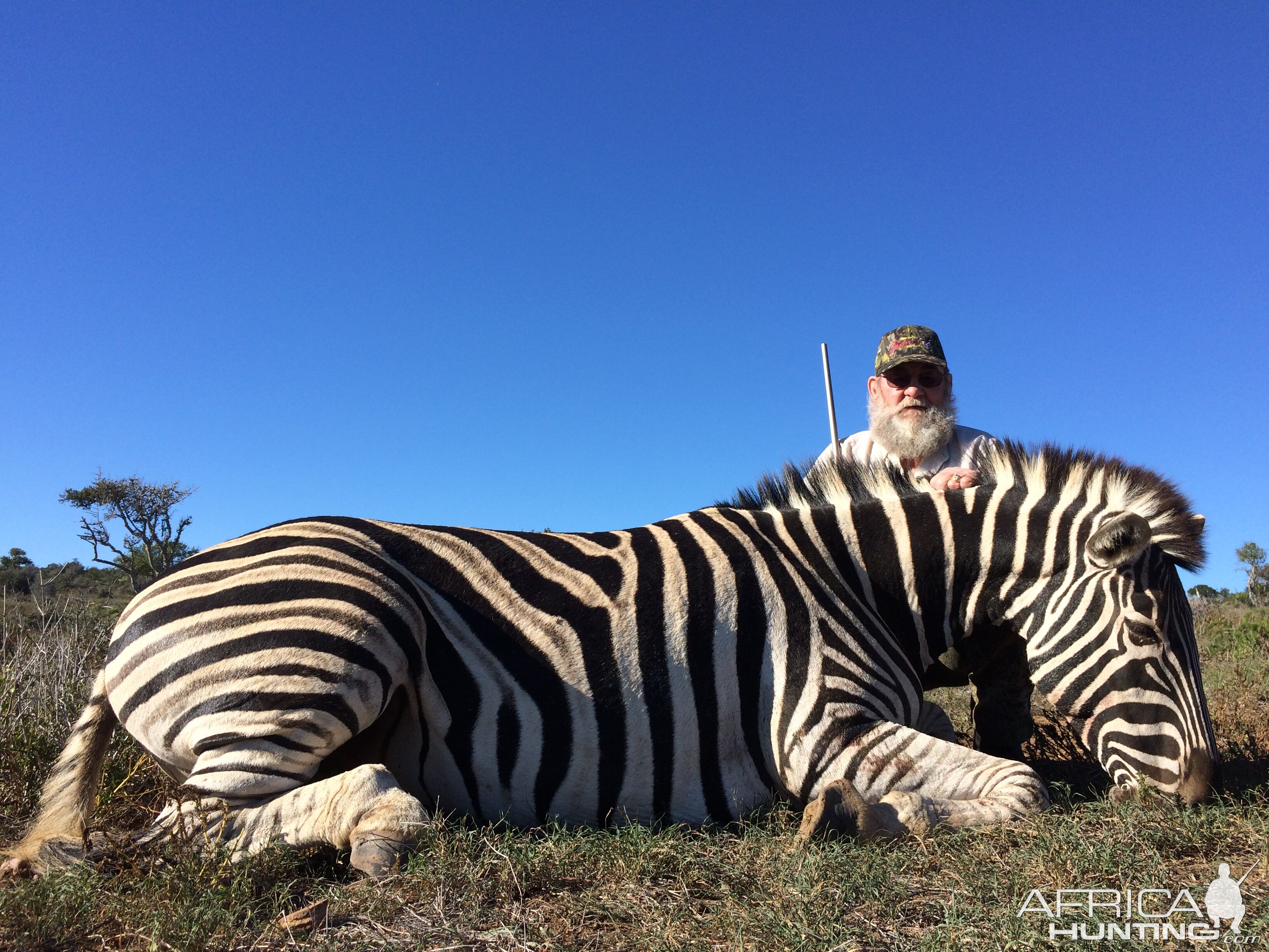 2017 safari Zebra