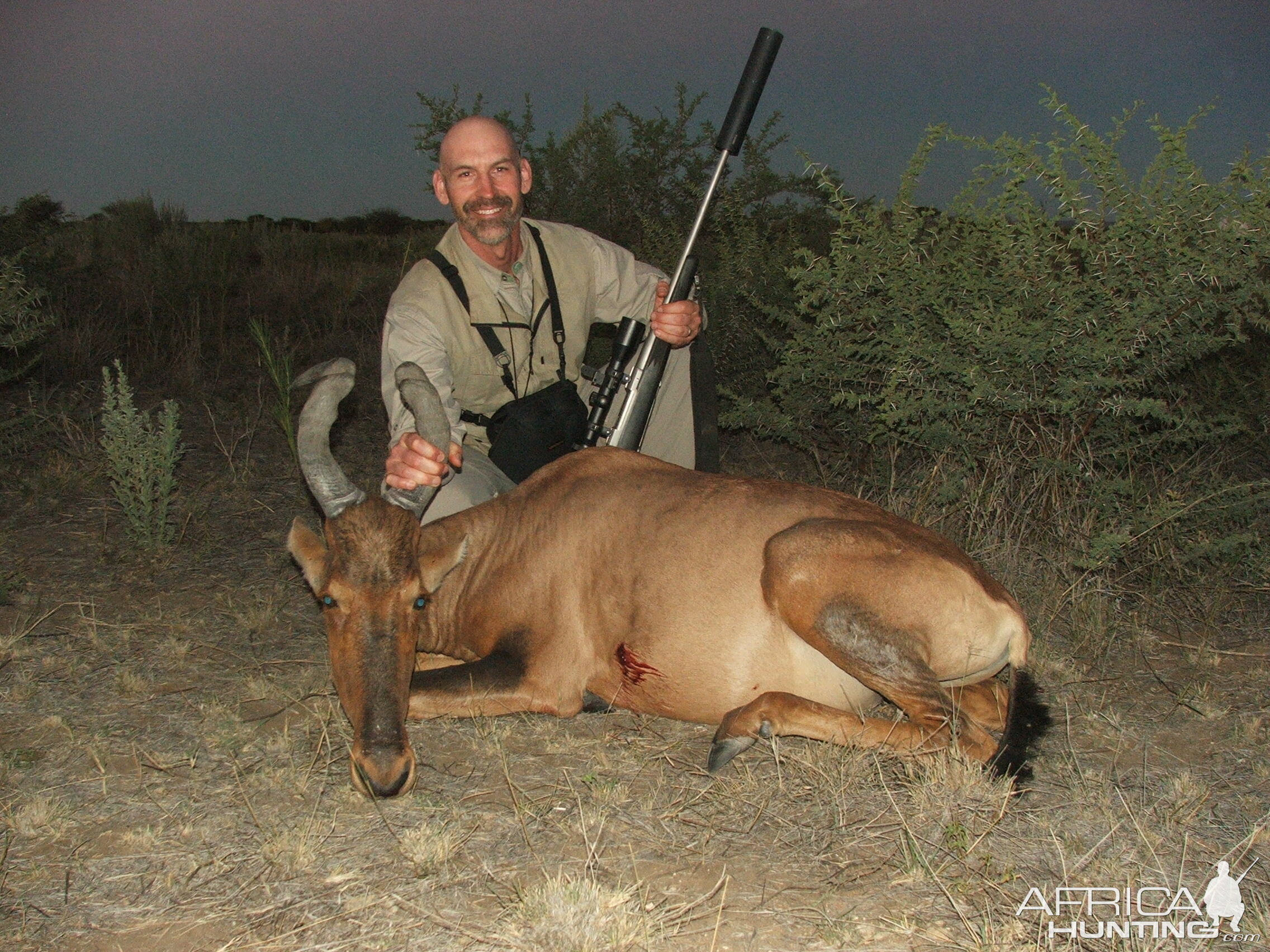 22" Red Hartebeest