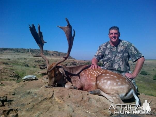 28 inch Fallow Deer