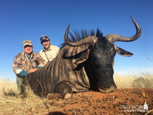 29" Inch Blue Wildebeest Hunting in South Africa