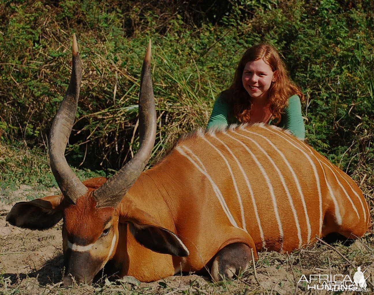 29 inch bongo hunted in CAR with Central African Wildlife Adventures