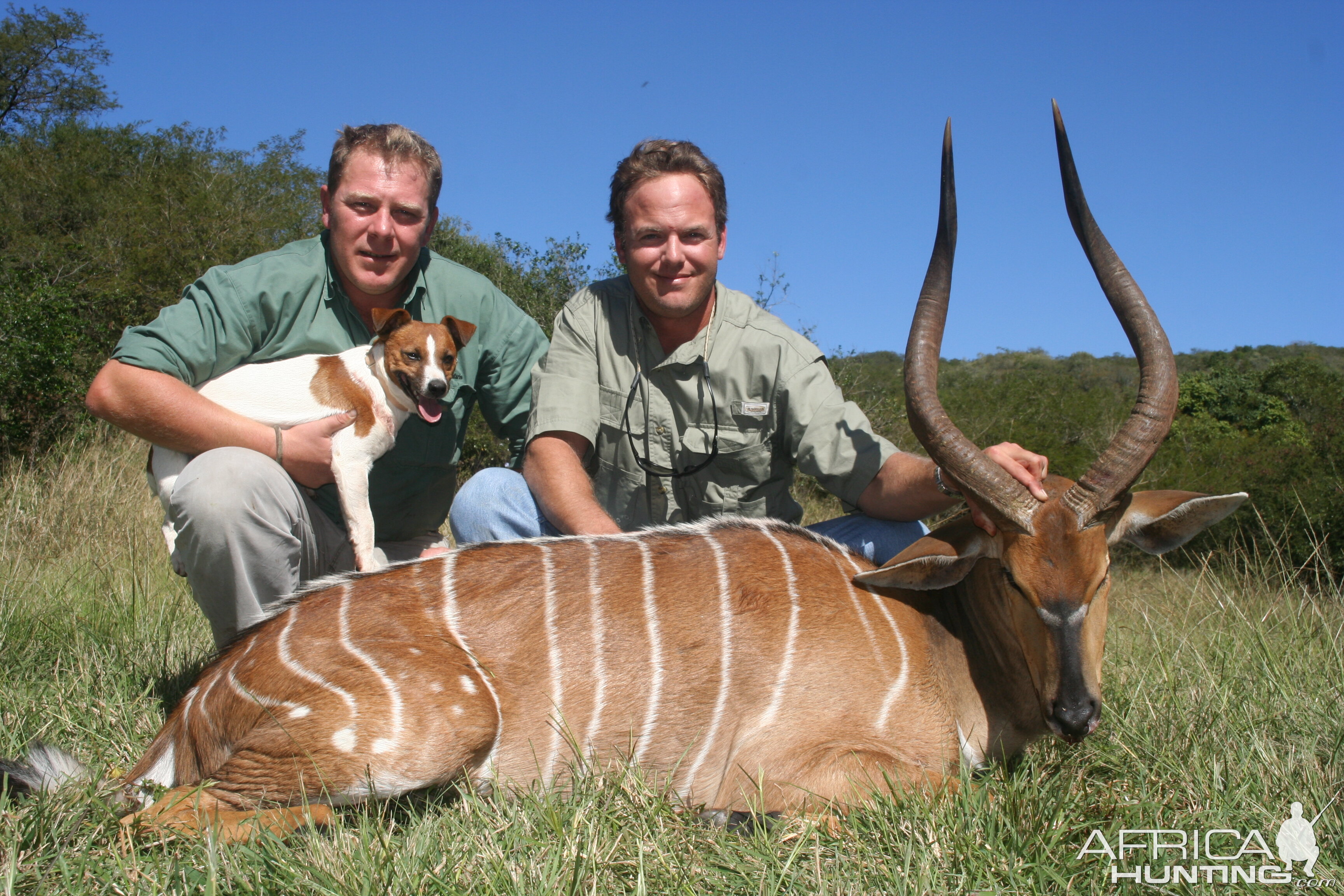 29" Nyala Bull with female colouration