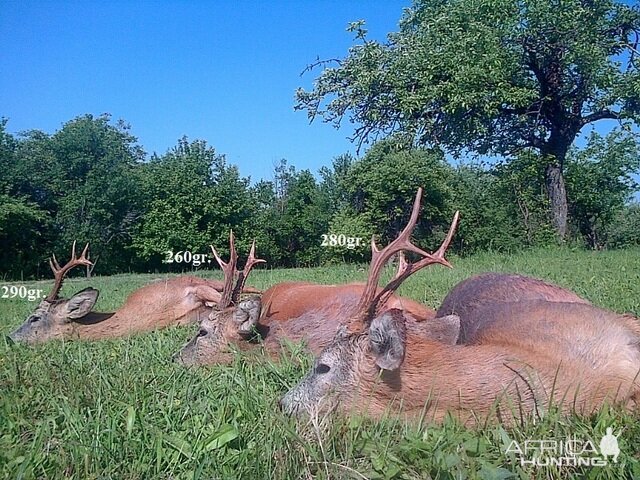 290gr. - 260gr. - 280gr. Roe Deer