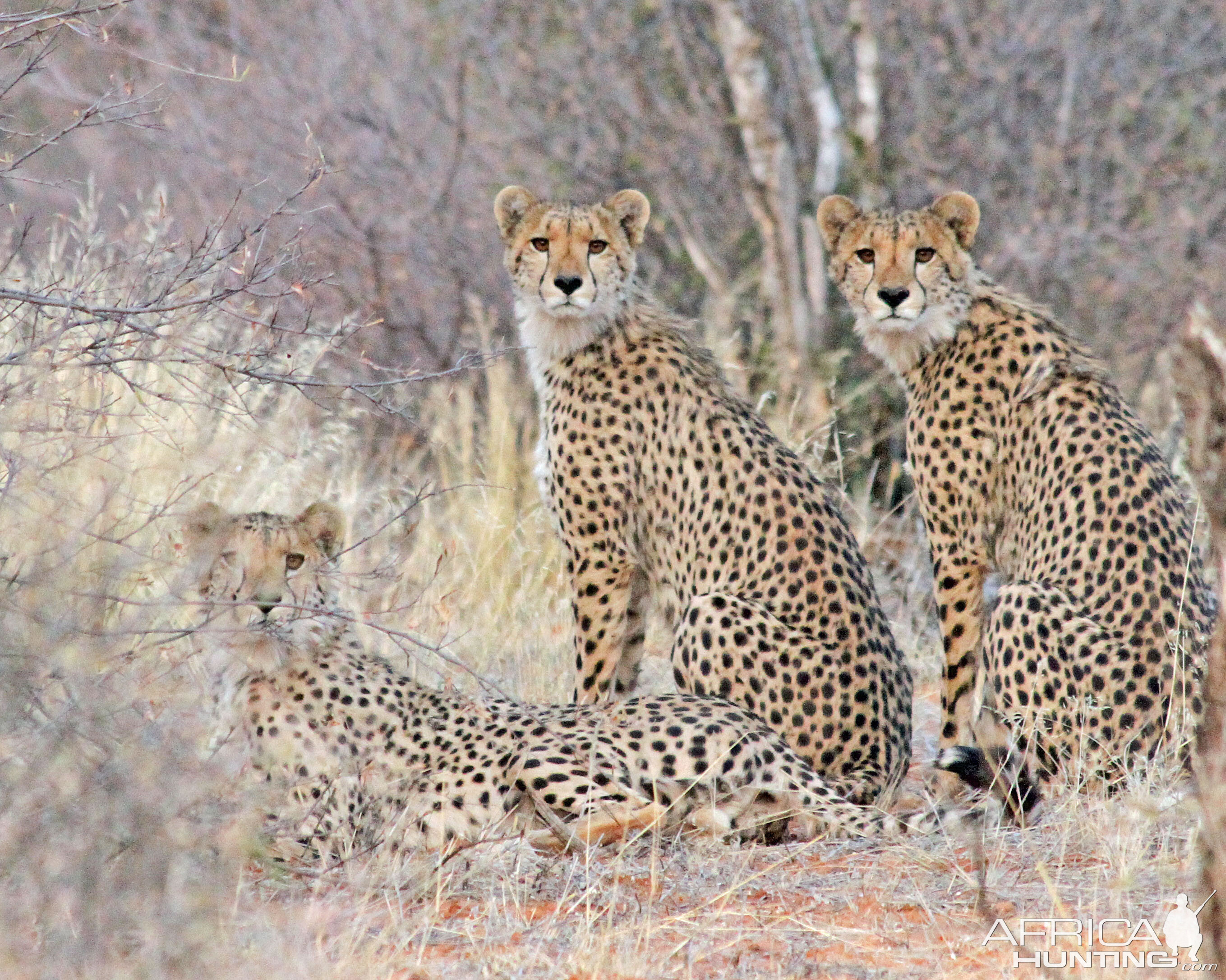 3 Cheetah Stunners!