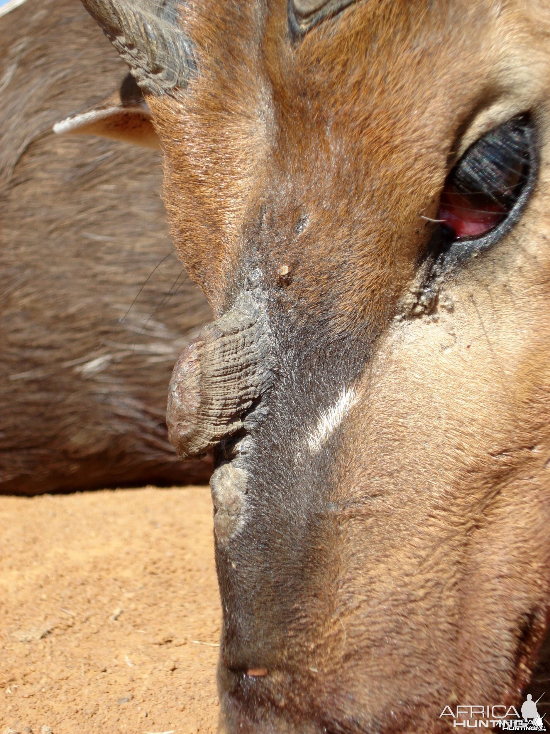 3 horned Limpopo Bushbuck - 2008 - closeup photo