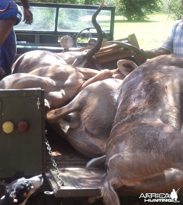 3 kudu's shot at King's Kloof