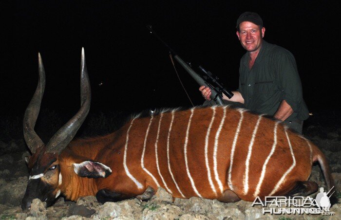 31 1/2 inch Bongo hunted in CAR