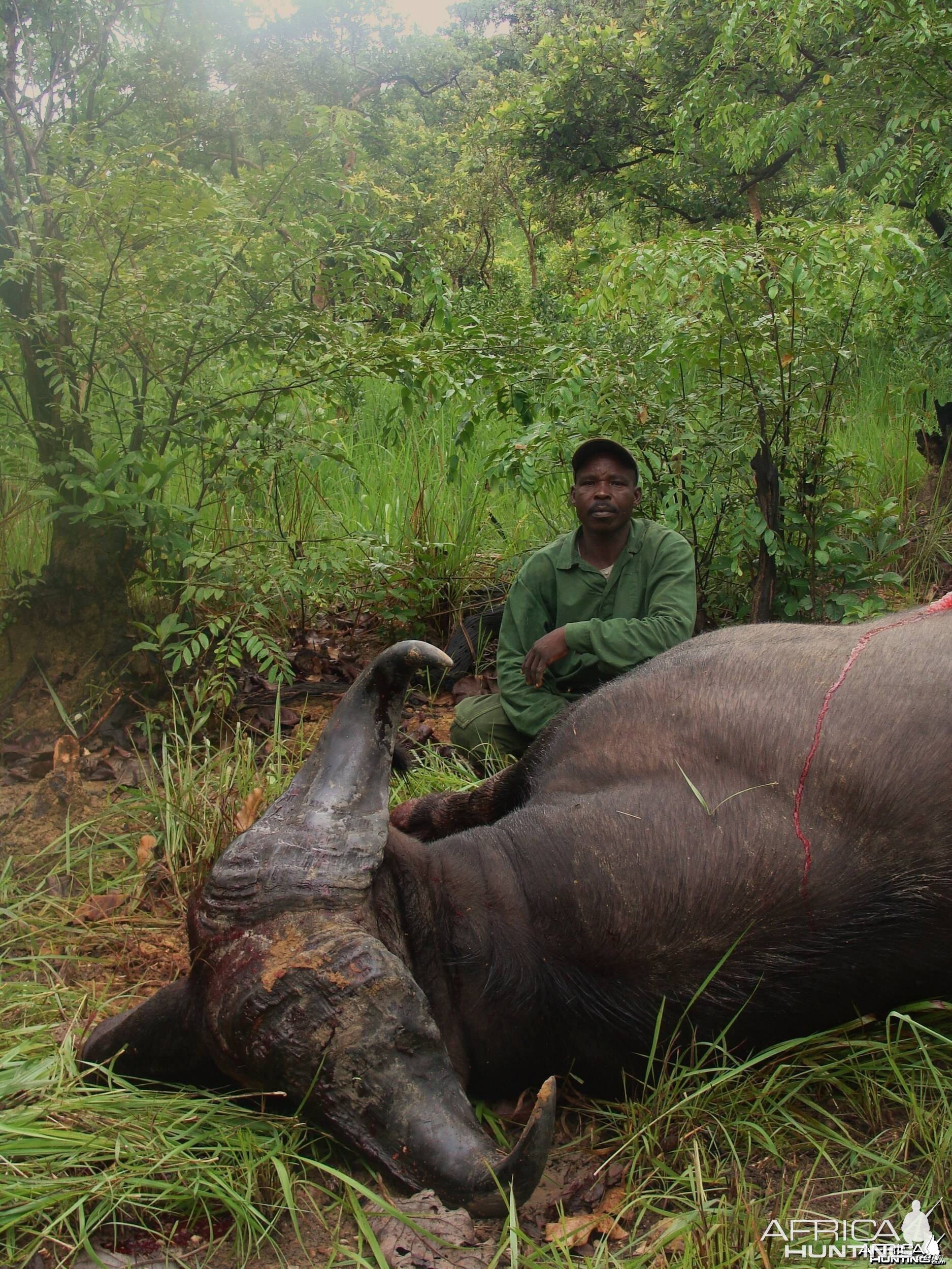 33 inch spread Central African Buffalo, no 12 SCI