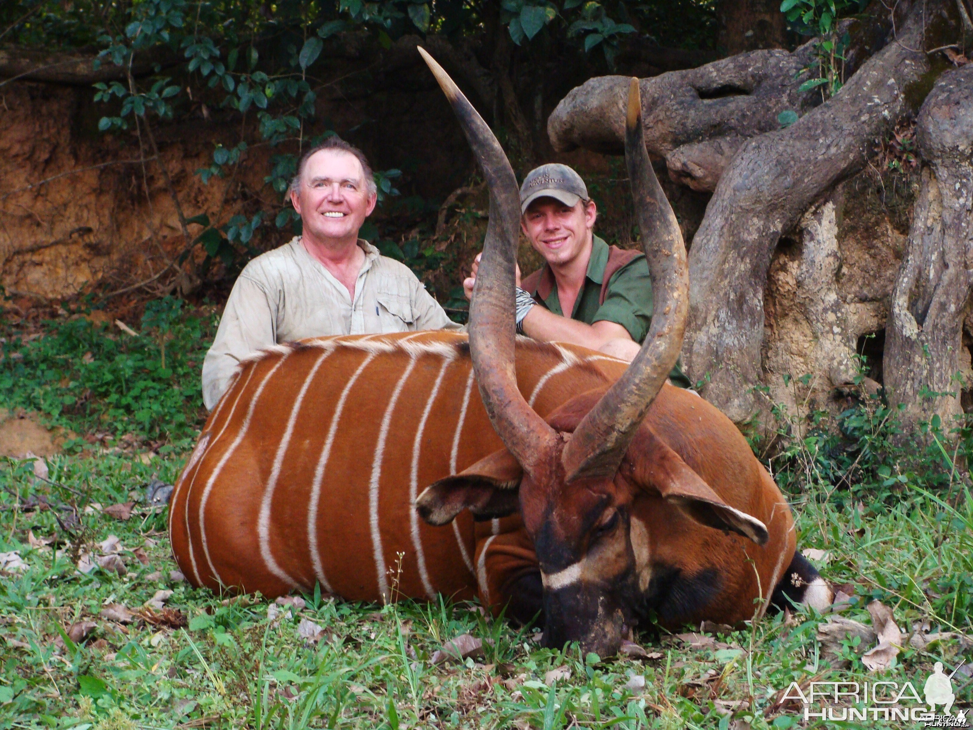 36 inch bongo hunted in CAR with Central African Wildlife Adventures