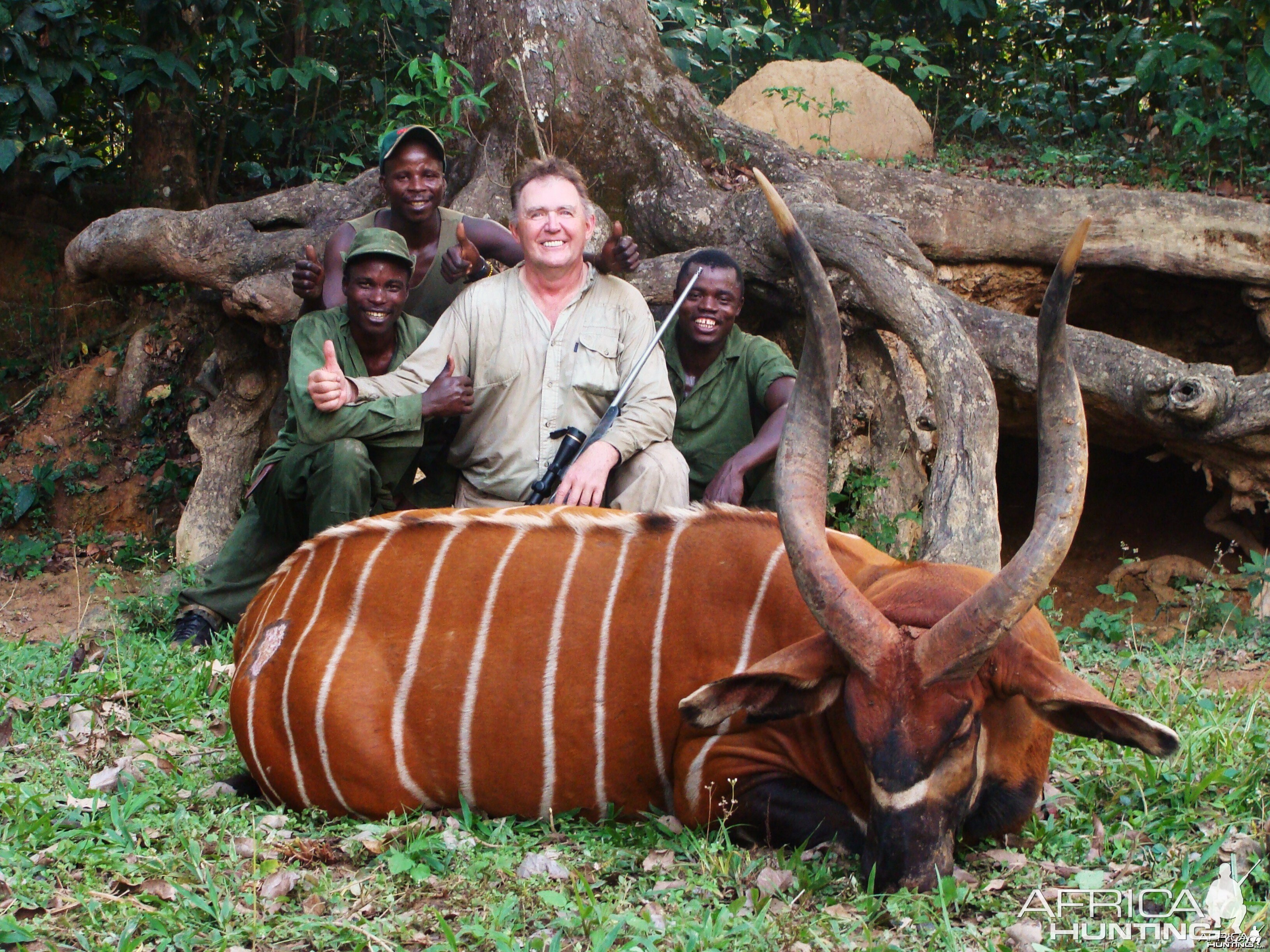 36 inch bongo hunted in CAR with Central African Wildlife Adventures