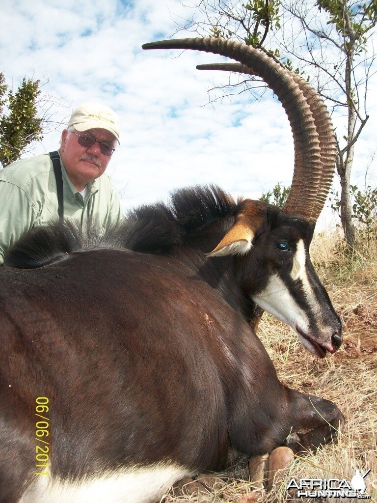 36 inch Sable