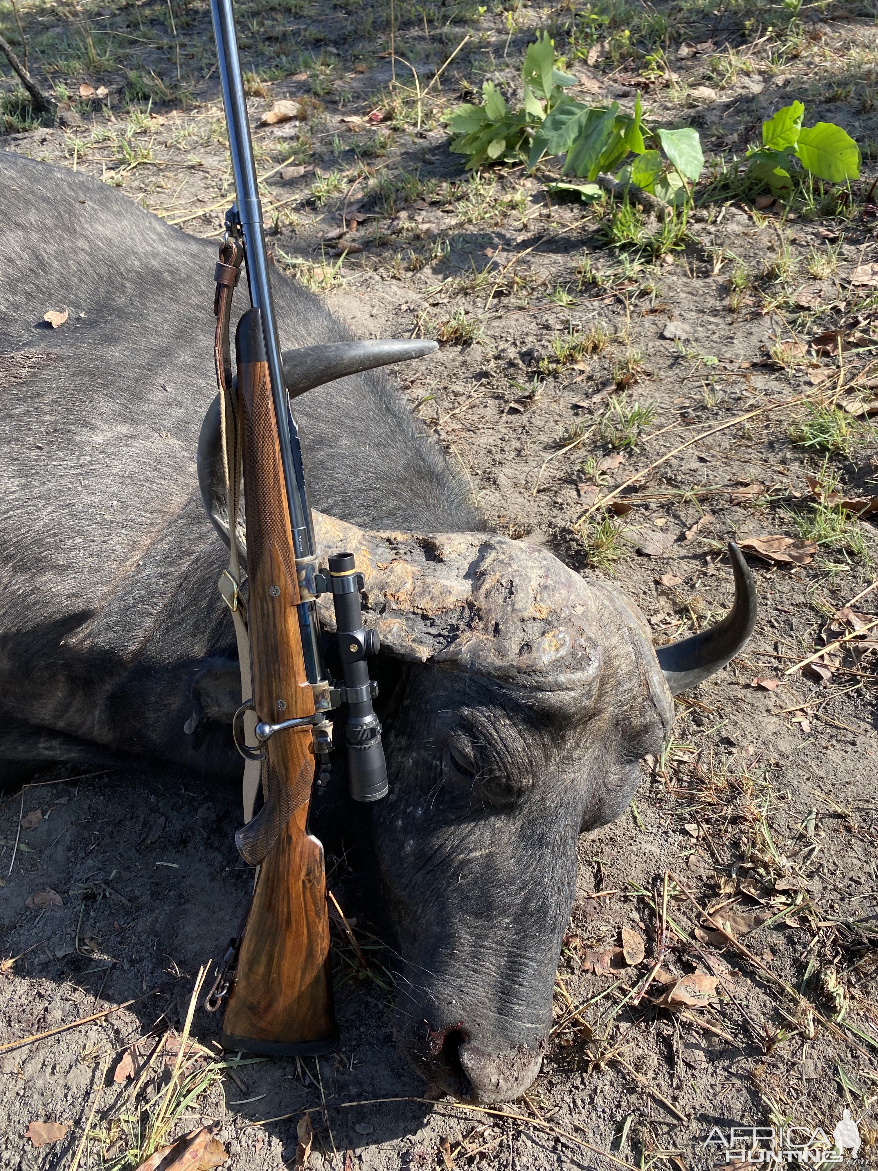 37 Inch Buffalo Hunt