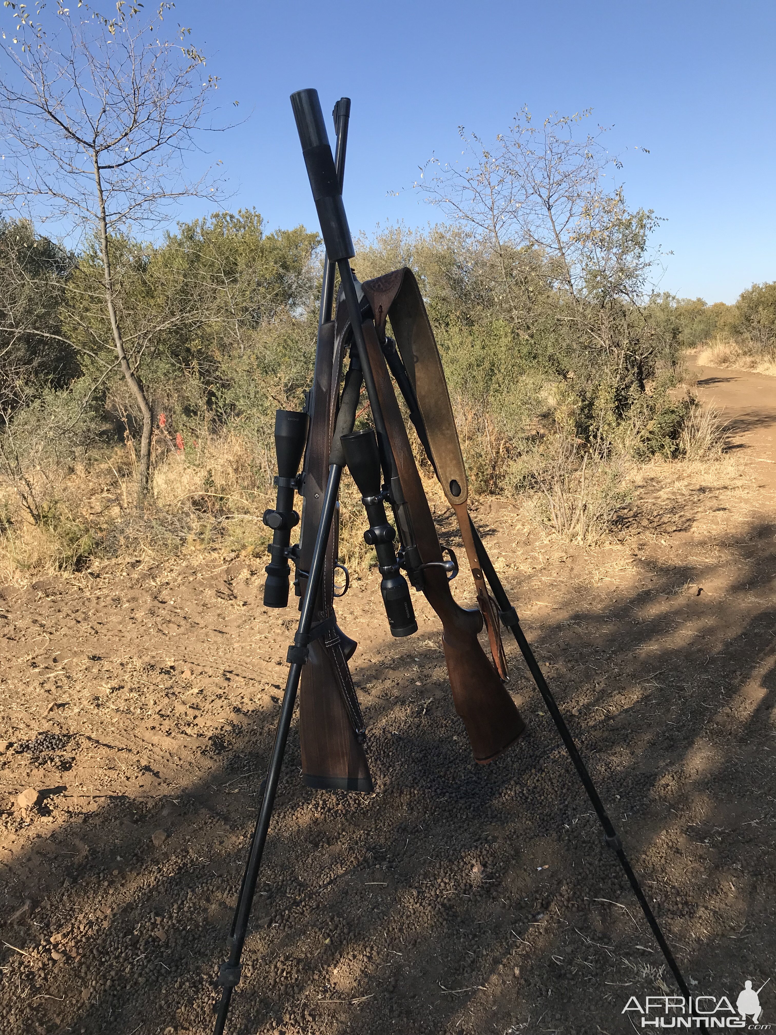 .375 H&H Rifle & Shooting Sticks