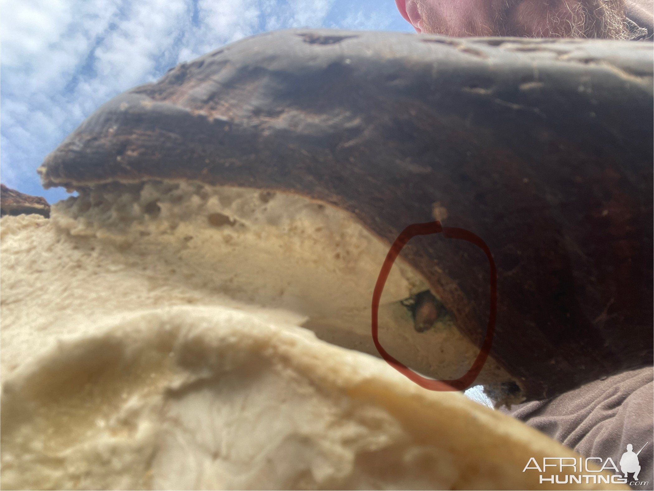.375 Lodged In Back Of Buffalo Skull