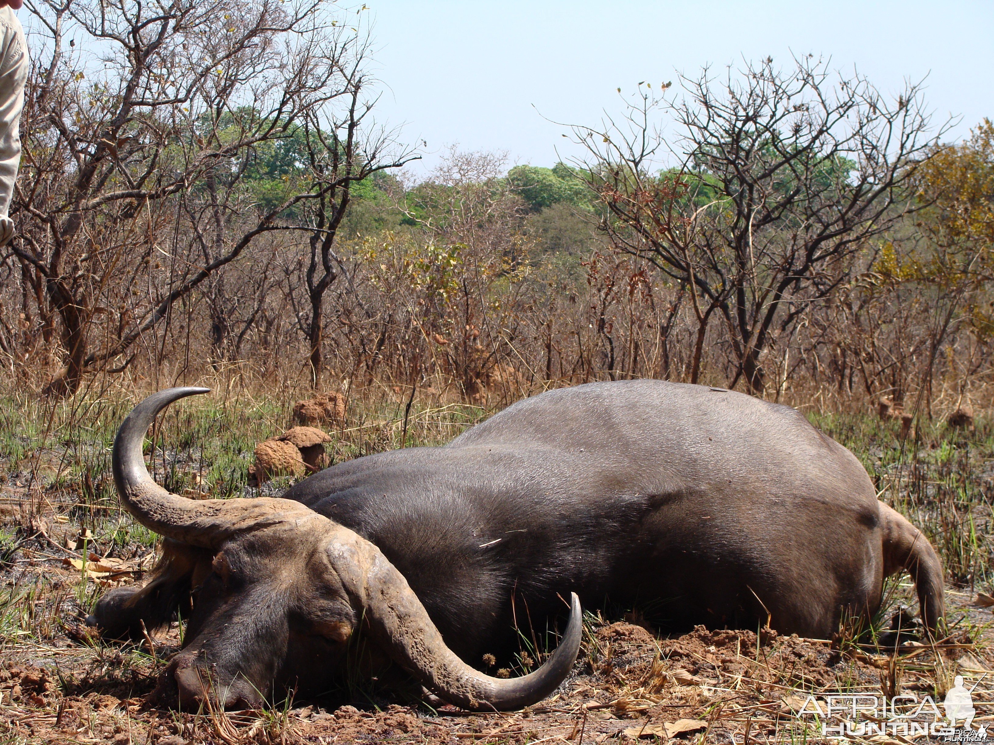38 inch spread Buffalo hunted in CAR with Central African Wildlife Adventur