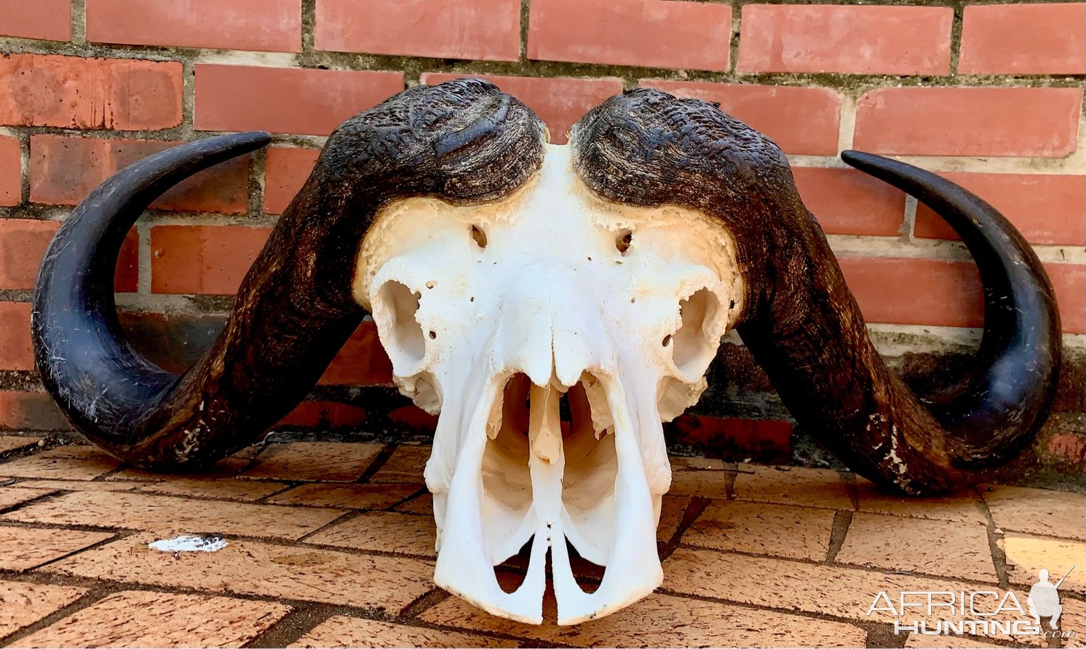 39.5 Buffalo Skull