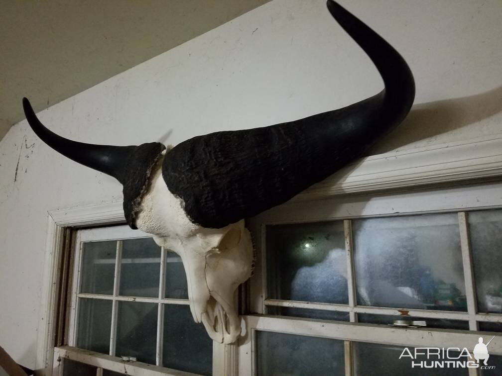 39.5 Inch Cape Buffalo European Skull Mount