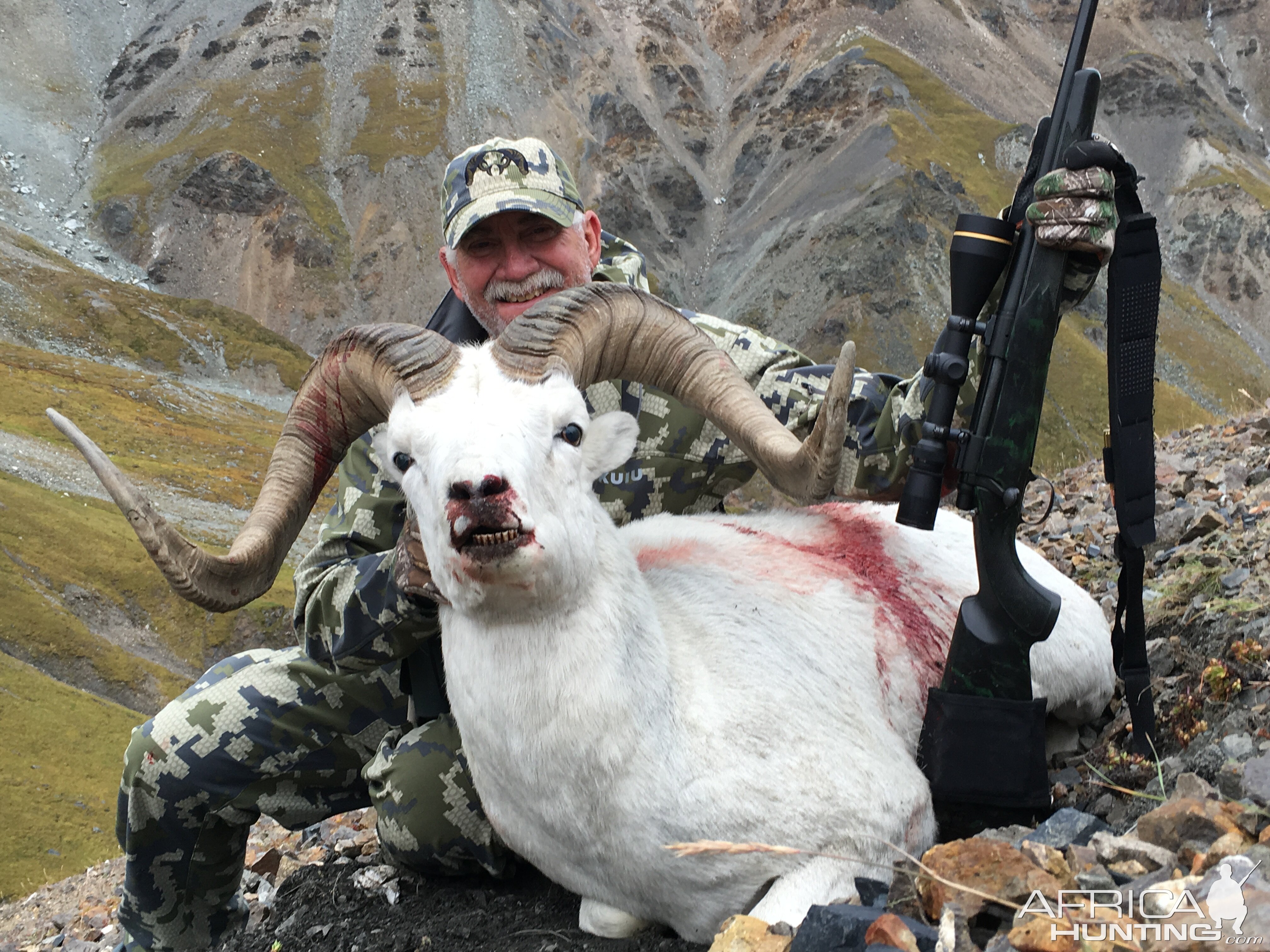 39 inch Dall Sheep from Alaska