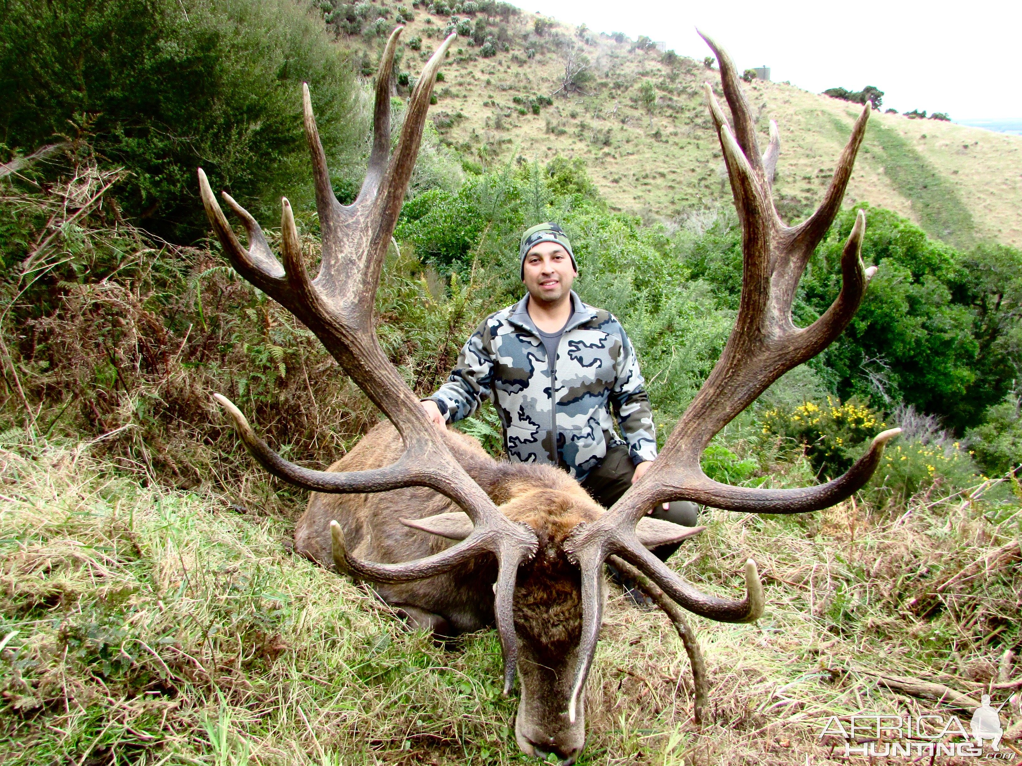 394" Inch Red Stag Hunt New Zealand