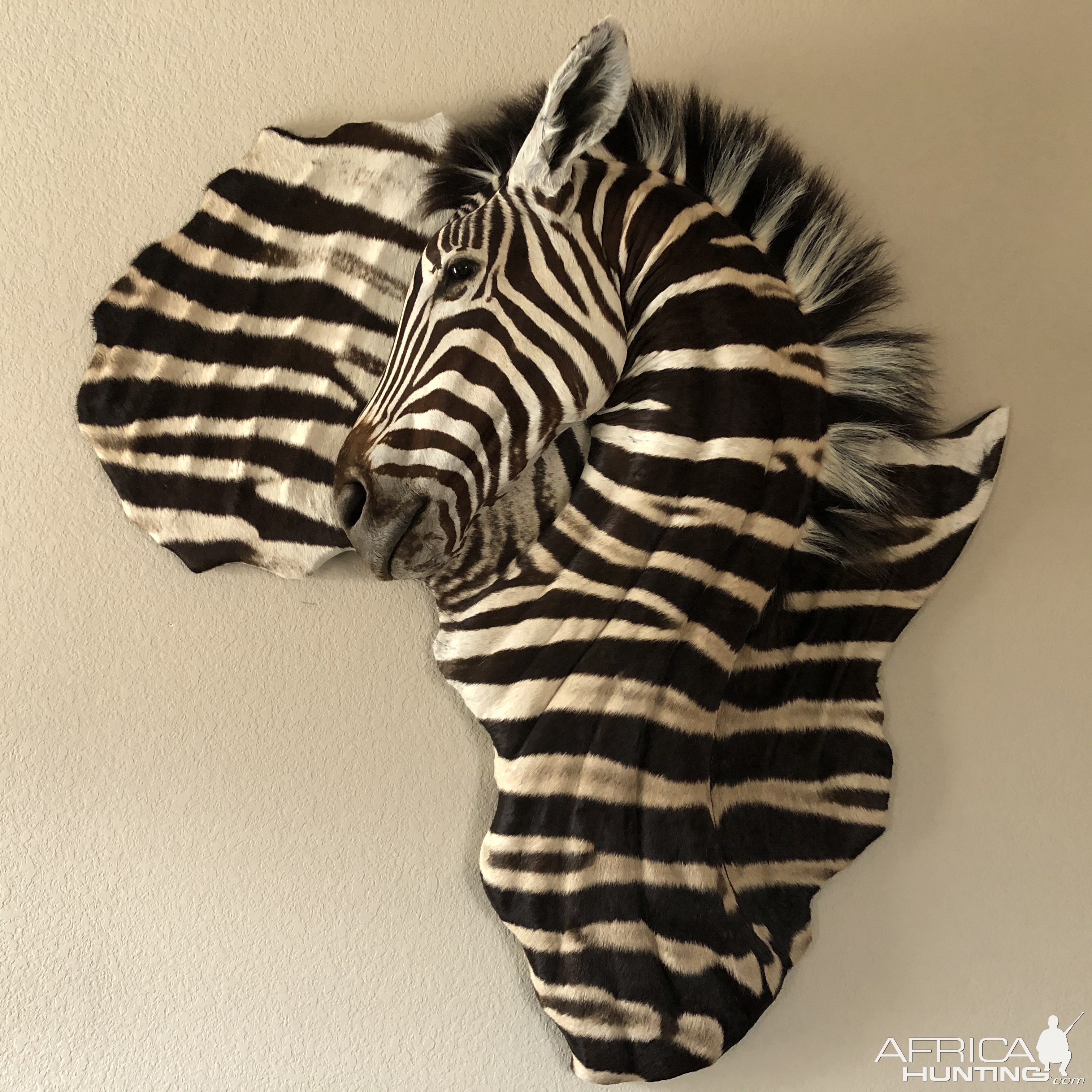 3D Zebra Mount Taxidermy