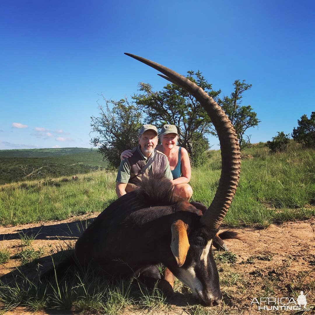 40” Inch Sable Antelope Hunting South Africa