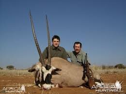 40" Gemsbok Bull