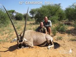 42" Gemsbok Bull