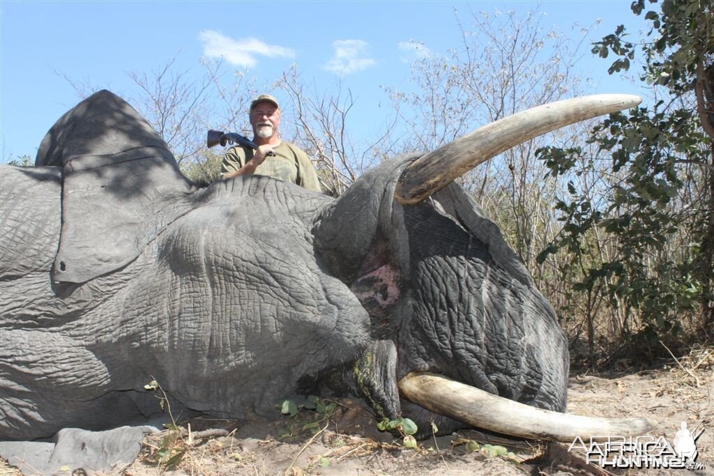43 lbs Elephant hunted in the Caprivi Namibia