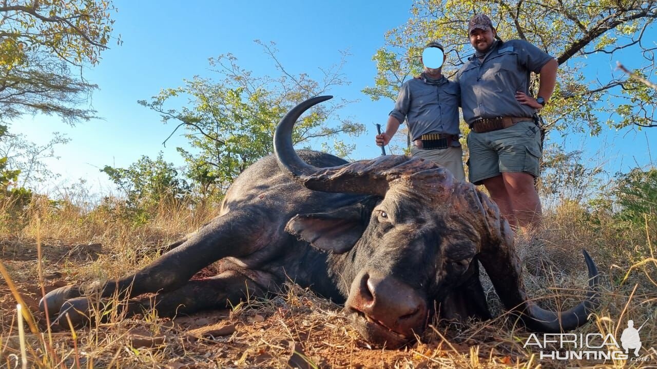 44 inch Omay Buffalo