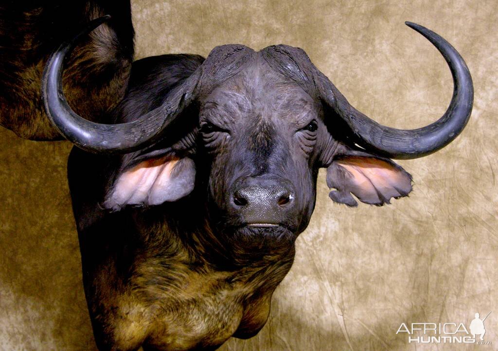 45" & 36"Inch Cape Buffalo Stacked Double Shoulder Mount Pedestal Taxidermy