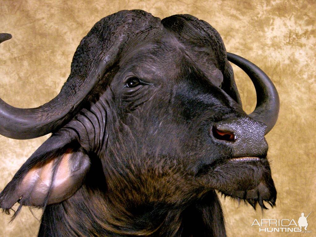 45" & 36"Inch Cape Buffalo Stacked Double Shoulder Mount Pedestal Taxidermy