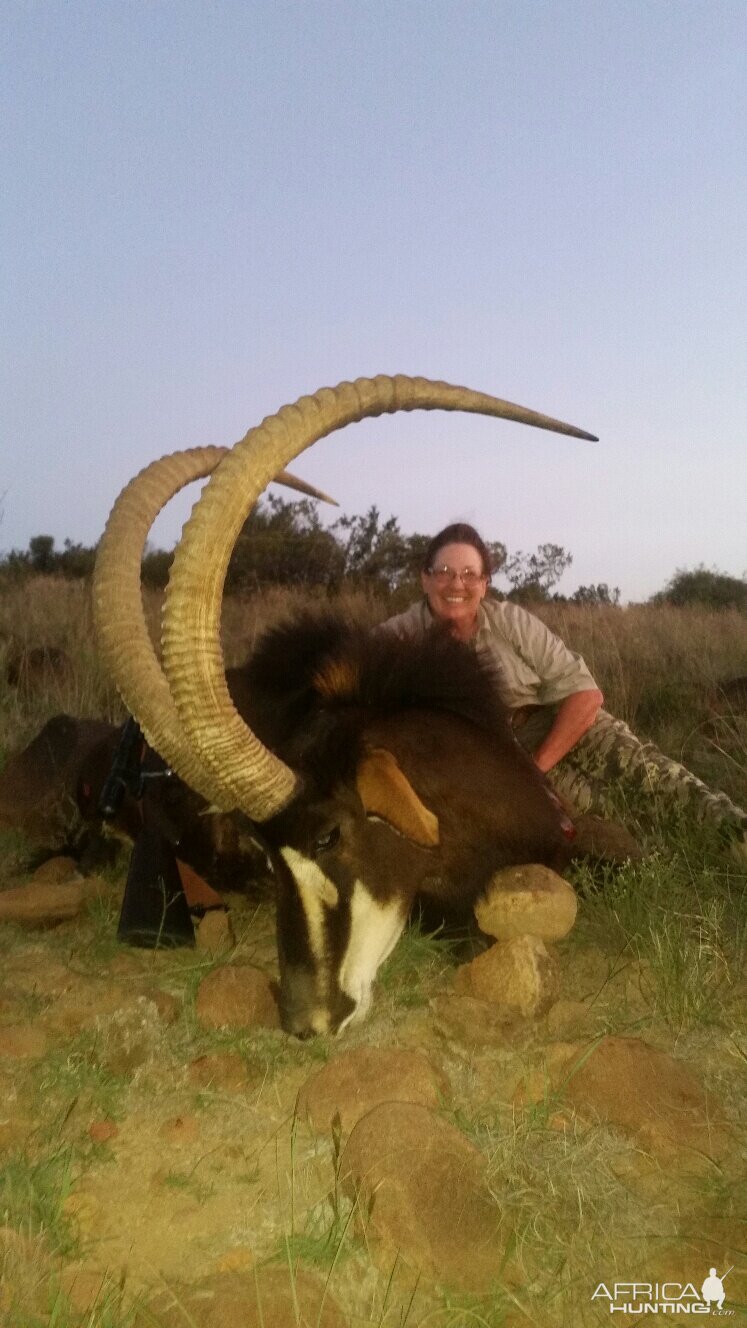 46 inch Sable with White lion safaris