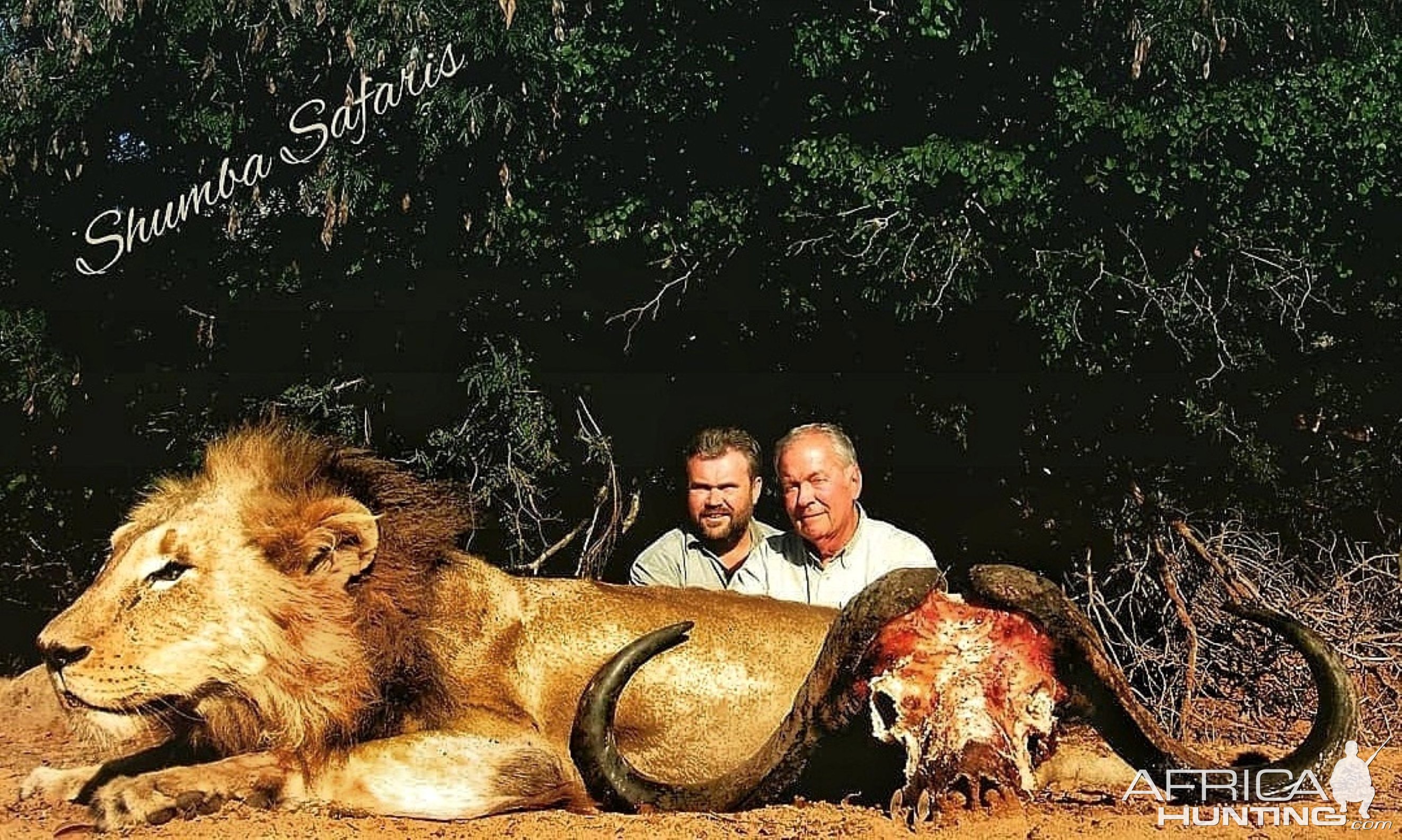 47-inch buffalo and a huge Lowveld lion-APNR, South Africa