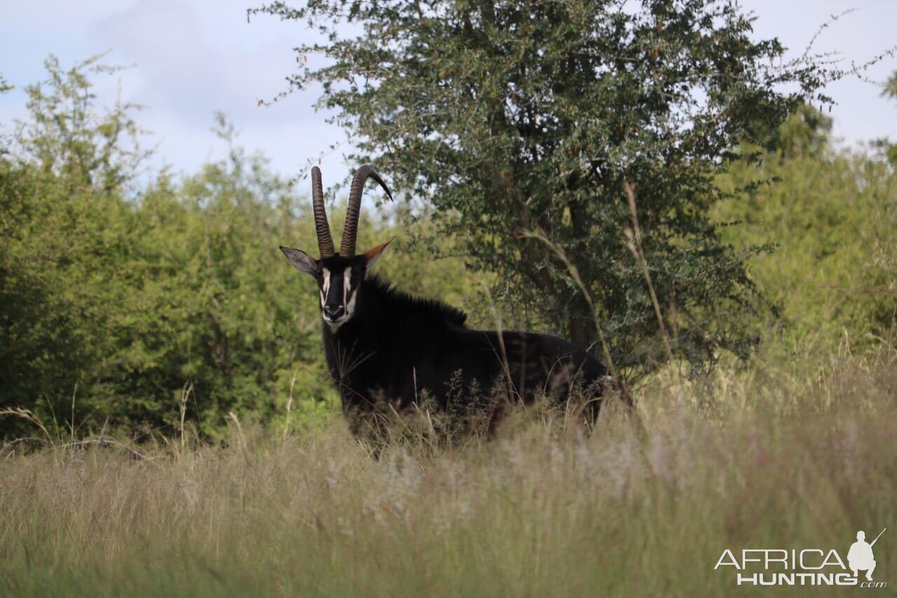 47" Inch Sable Antelope South Africa