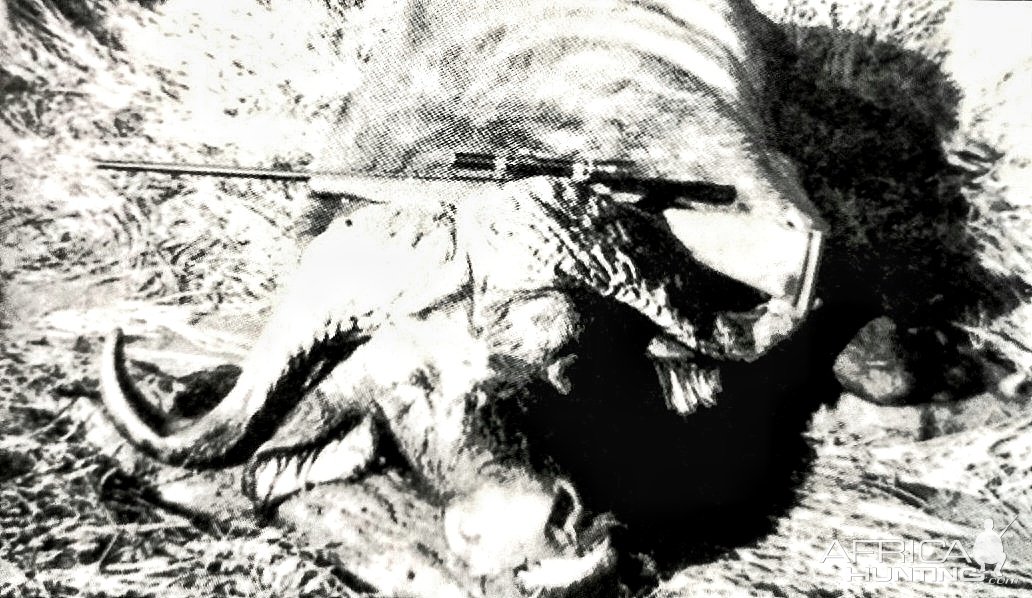 51 1/2 buffalo shot by Col. Charles Askins-Mt. Kenya